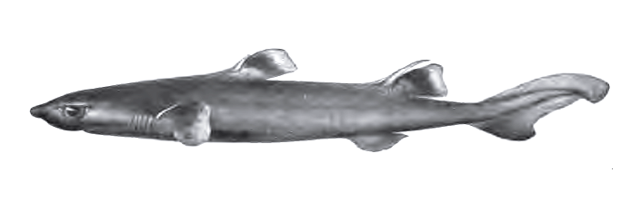 Whitefin dogfish