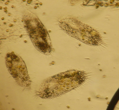 Stylonychia
