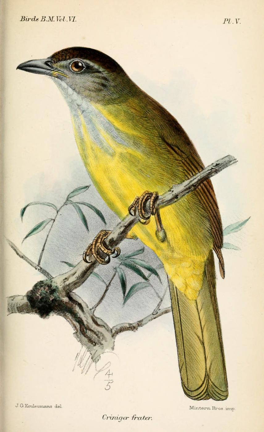 Palawan Bulbul