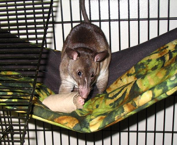 Pouched rat