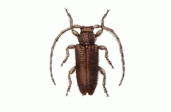 Estola ignobilis