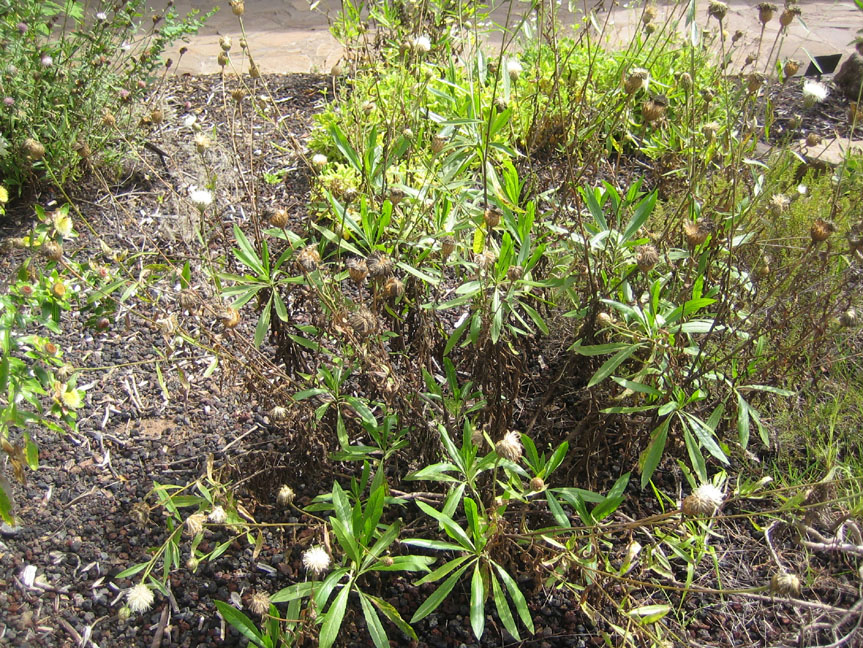 Polycarpaea