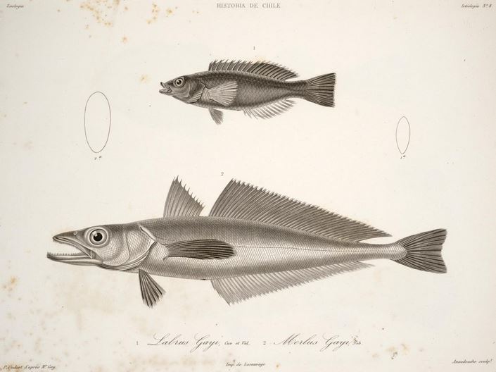 Pseudolabrus gayi
