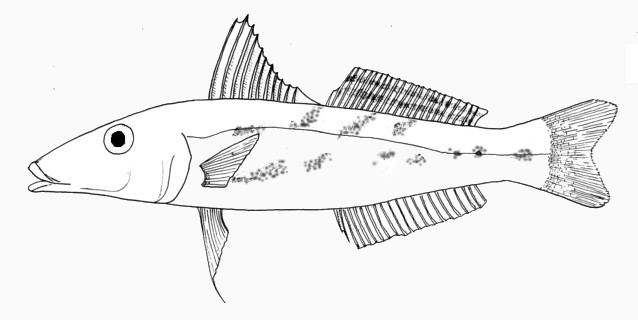 Oriental trumpeter whiting