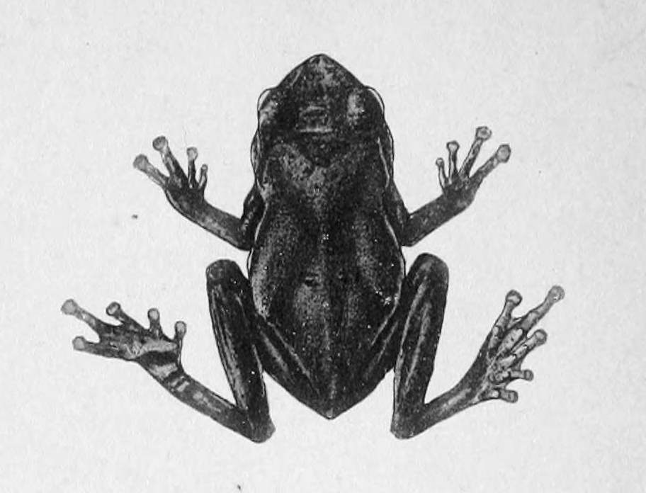 Theloderma andersoni
