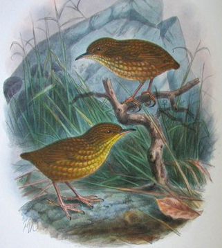 bird conservation
