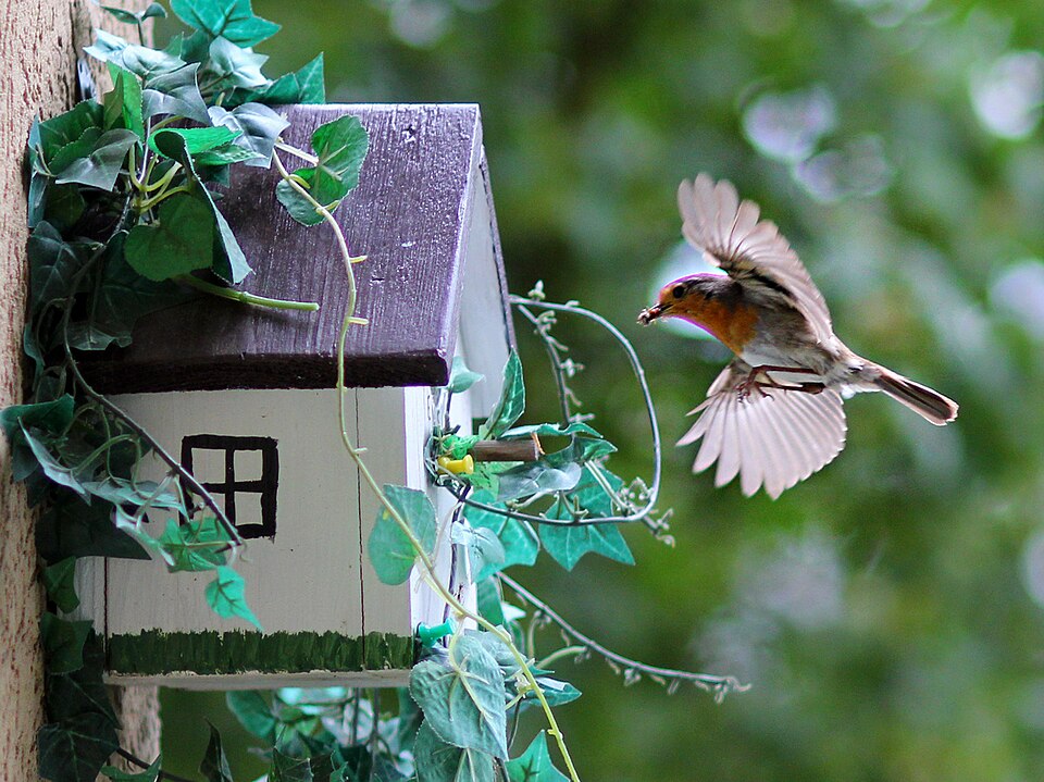 nest box