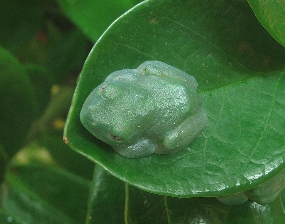 Leptopelis barbouri