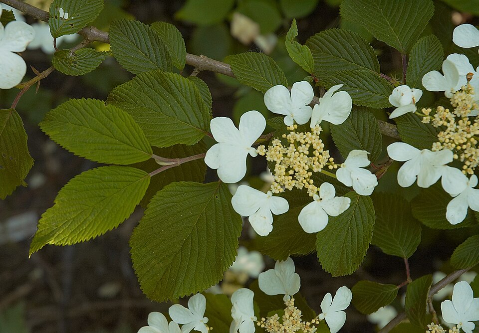 Viburnum plicatum