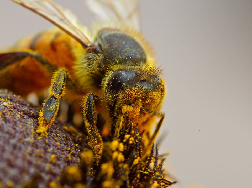 entomophily