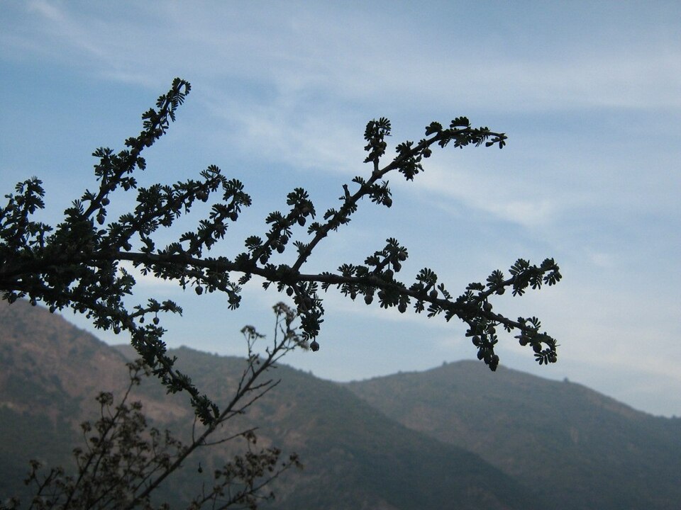 Porlieria