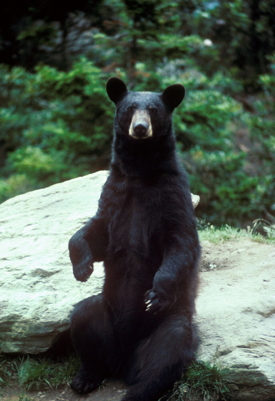 Ursus