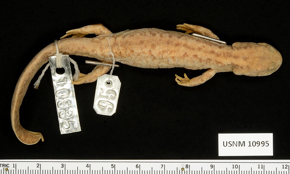 Western Chinese mountain salamander