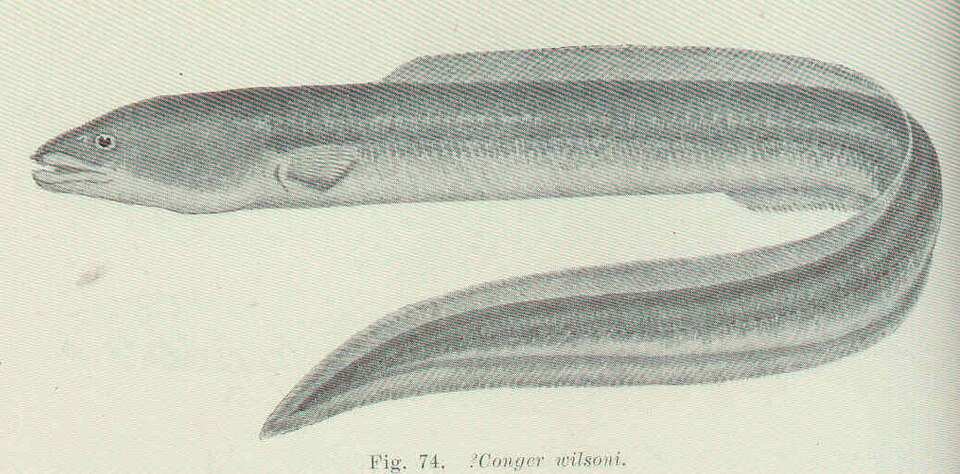 Cape conger
