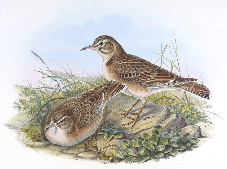 Tibetan Lark