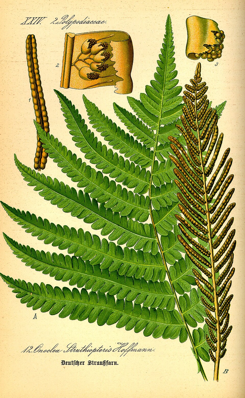Matteuccia