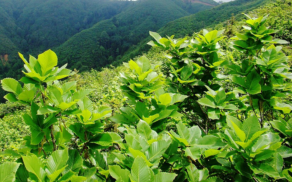 Quercus pontica
