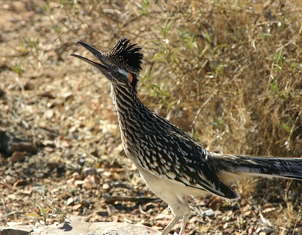 Neomorphinae