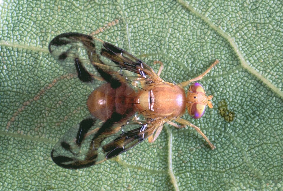 Anastrepha