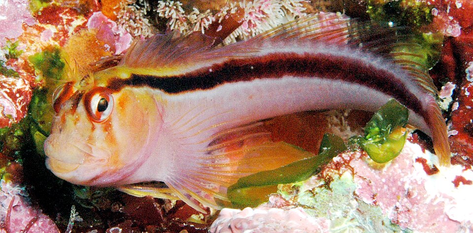 Crested blenny