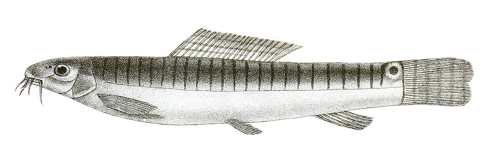 Acanthocobitis pavonacea