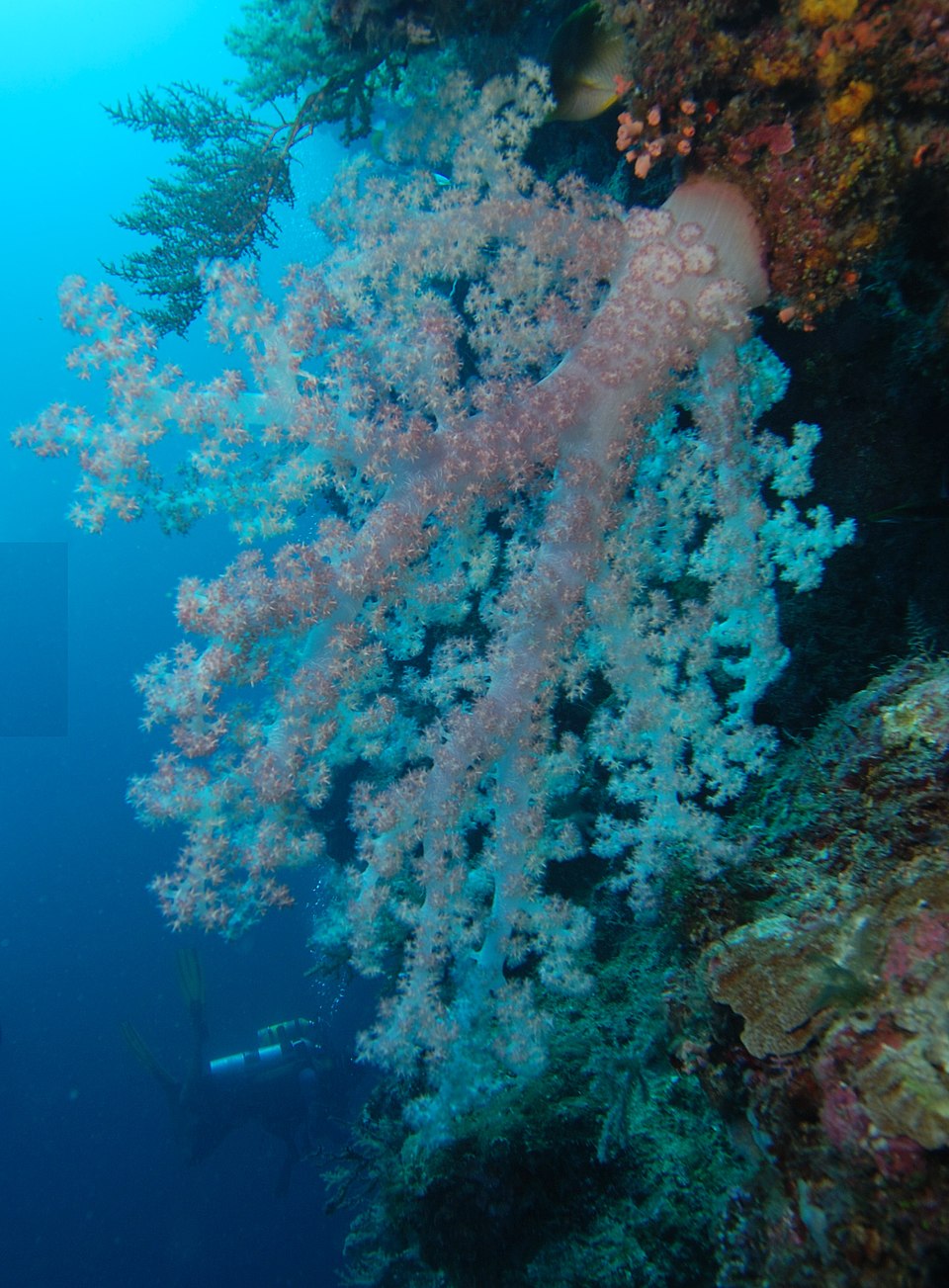 Dendronephthya