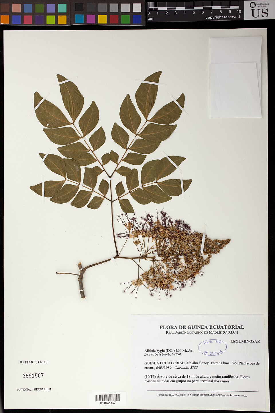 Albizia zygia