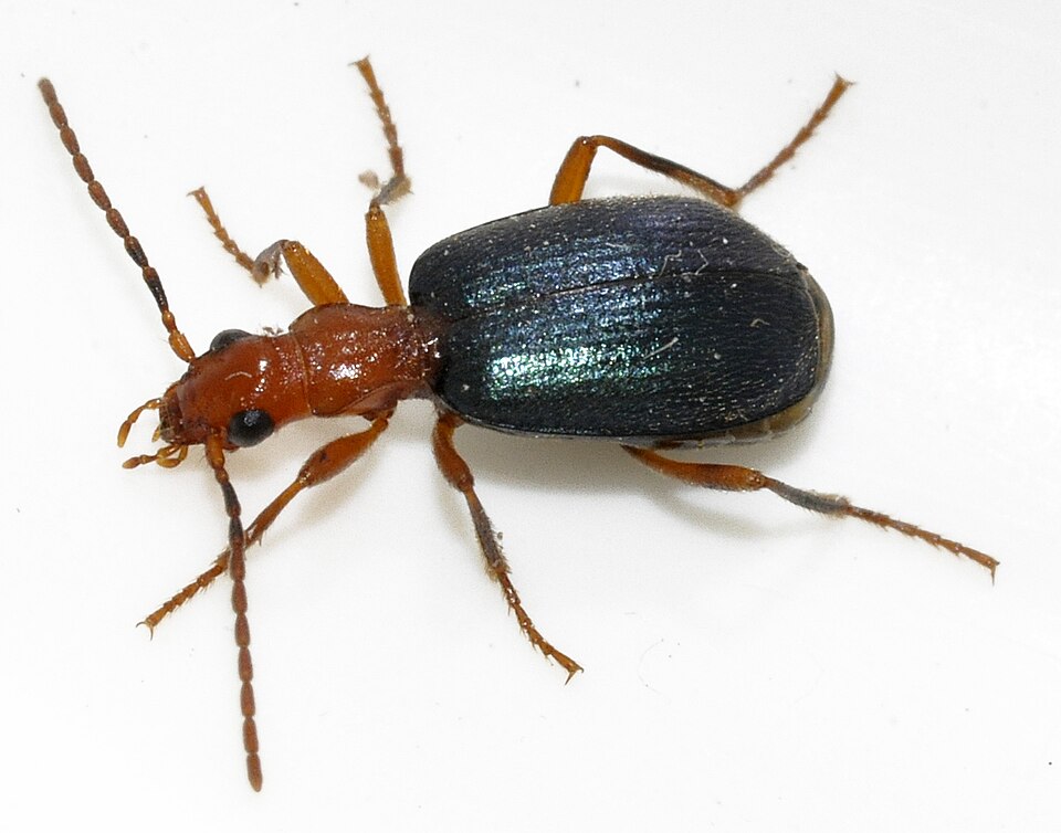 Brachinus explodens