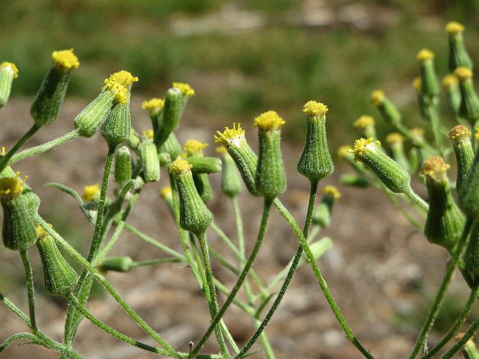 Senecio sylvaticus