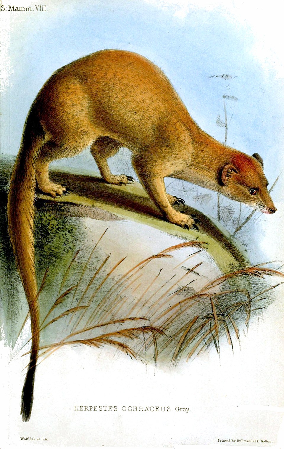 Somali slender mongoose