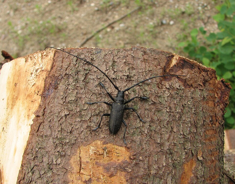 Monochamus sutor