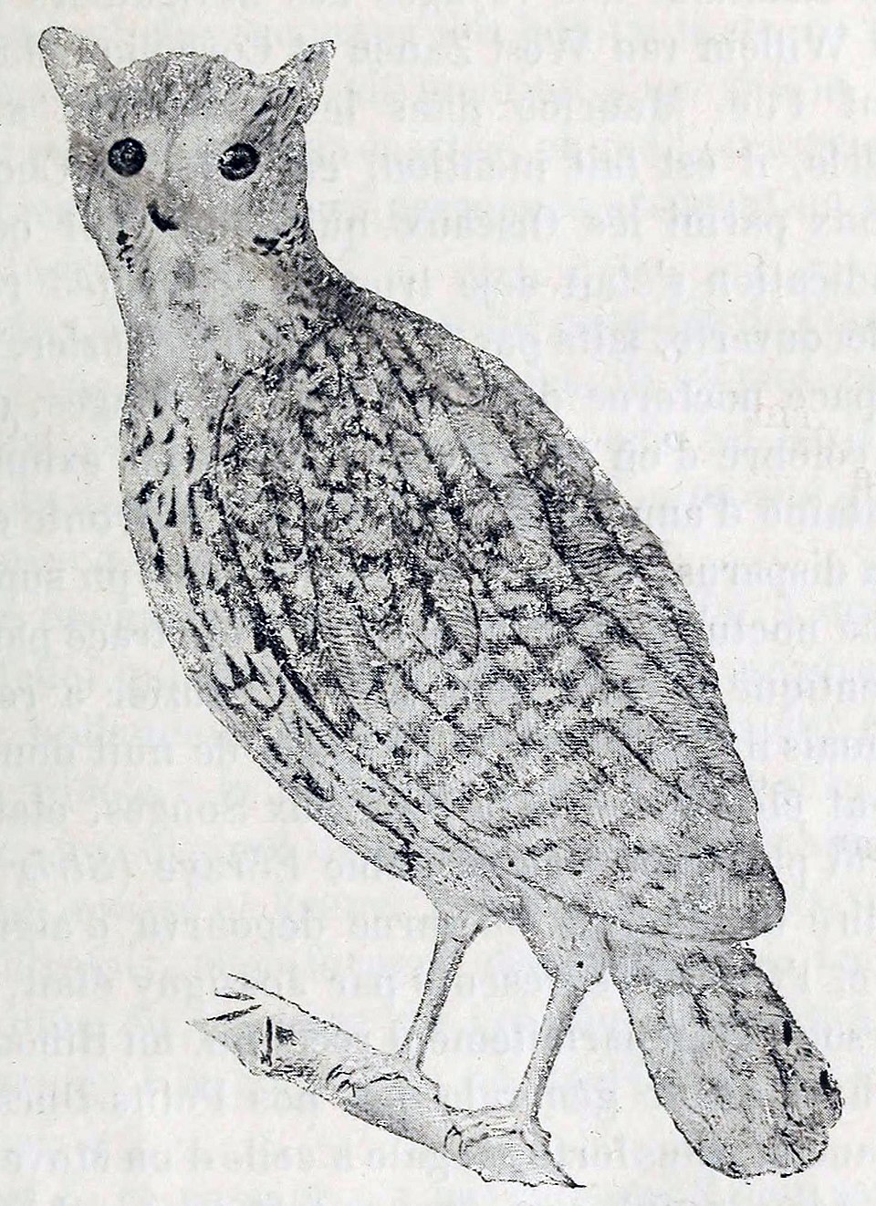 Mauritius Owl
