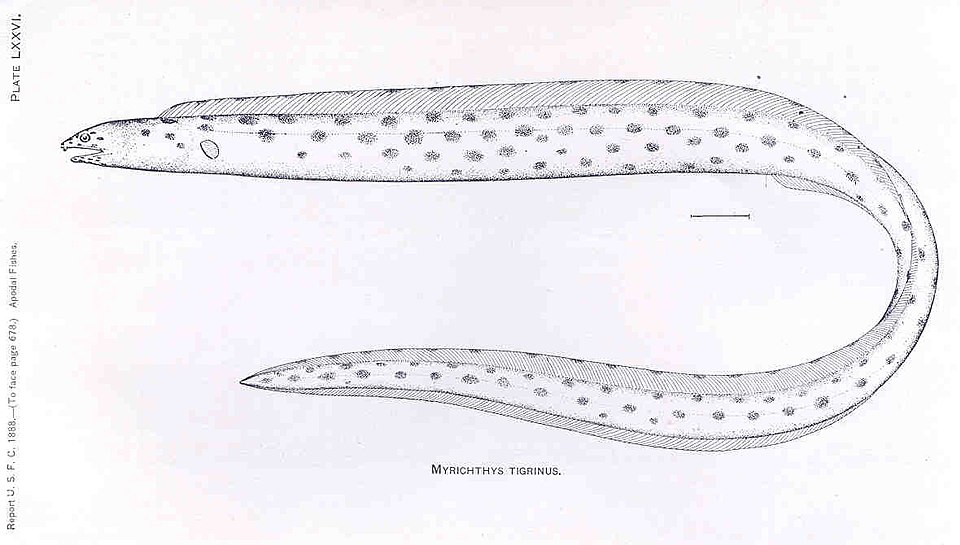 Myrichthys tigrinus