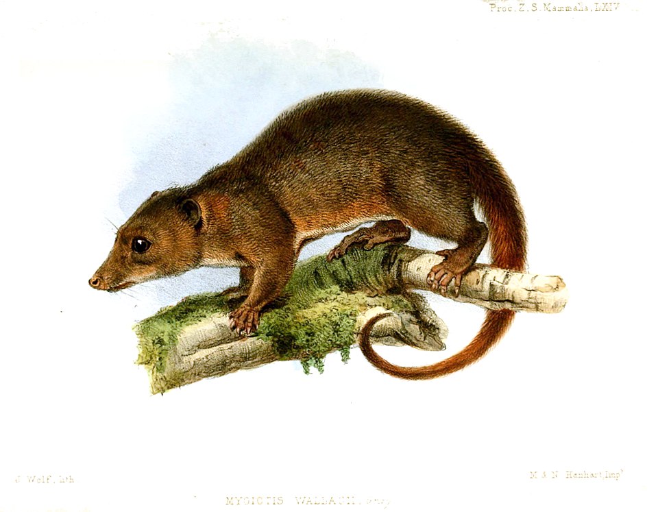 Myoictis