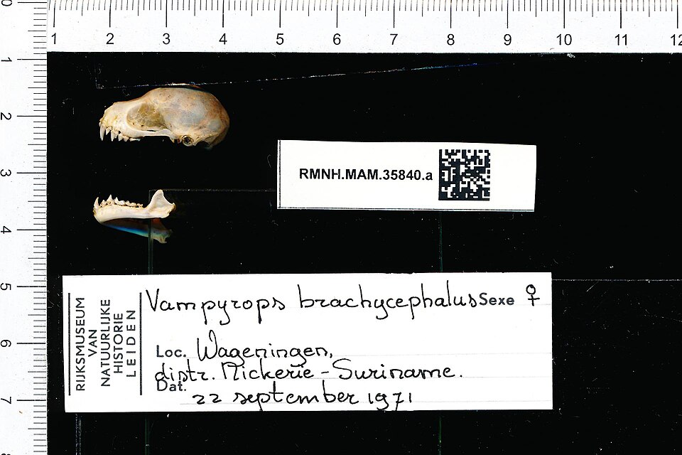 Short-headed Broad-nosed Bat