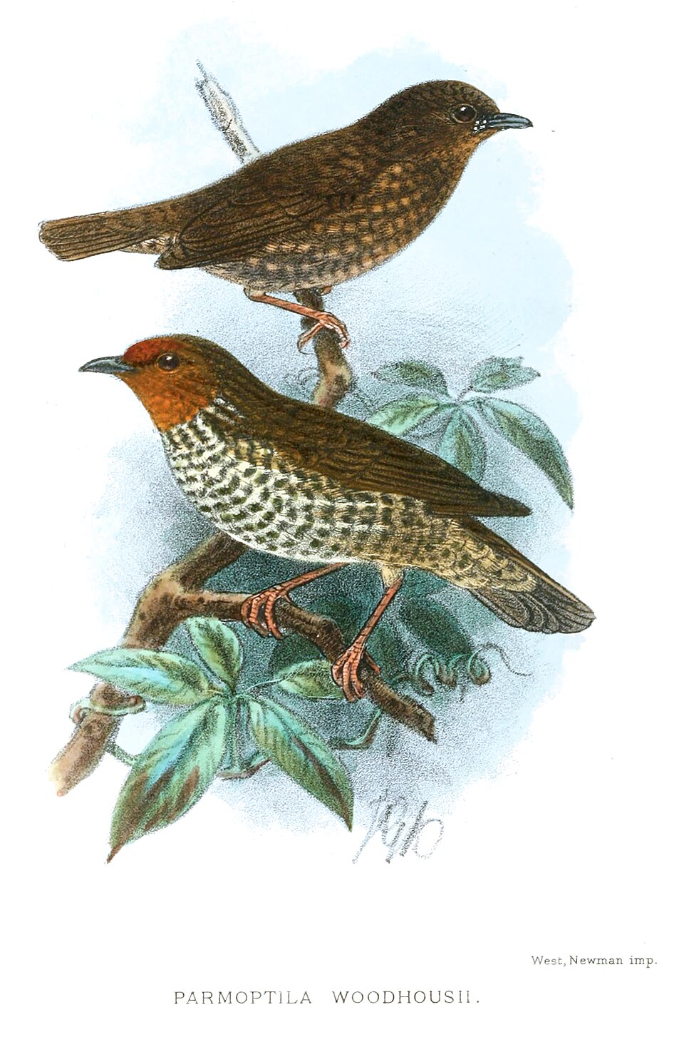 Parmoptila woodhousei