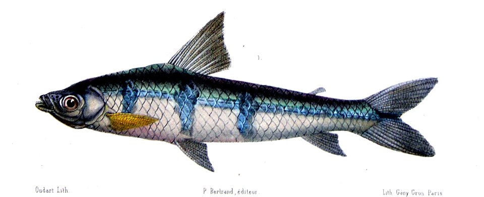 Schizodon
