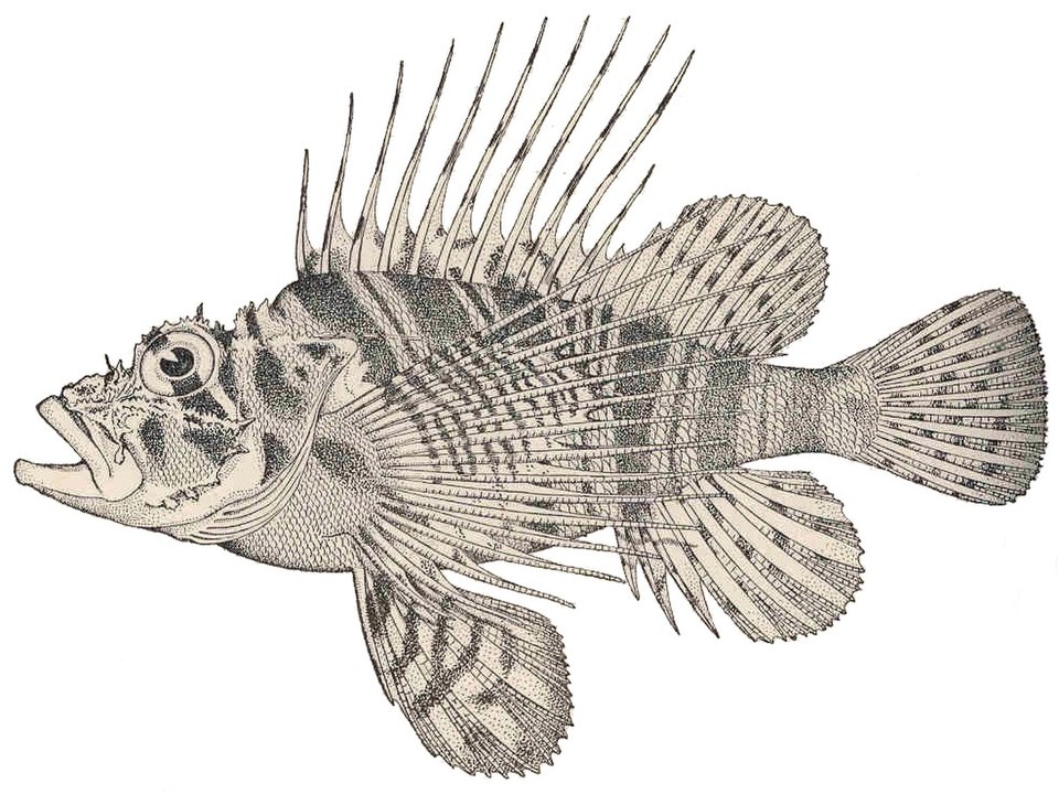 Pterois sphex