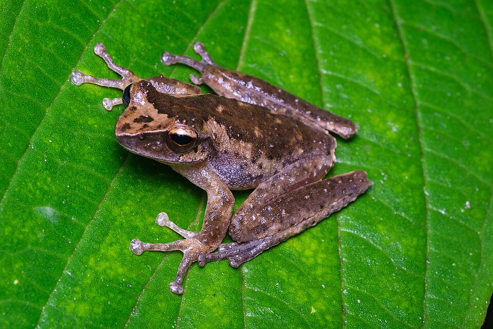 Litoria arfakiana