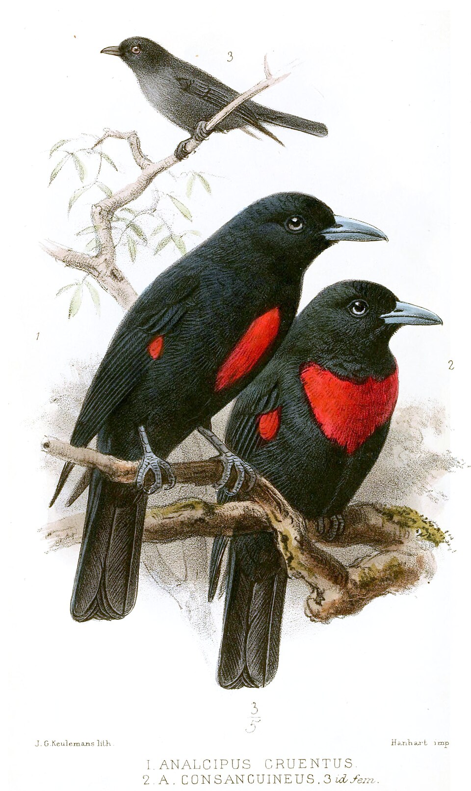 Black-and-crimson Oriole