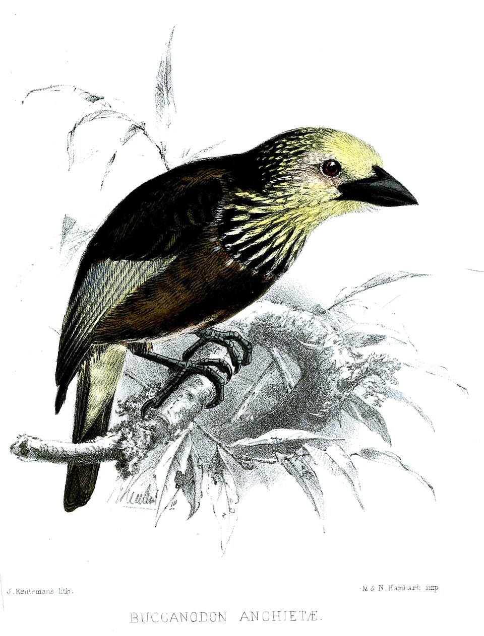Anchieta's Barbet