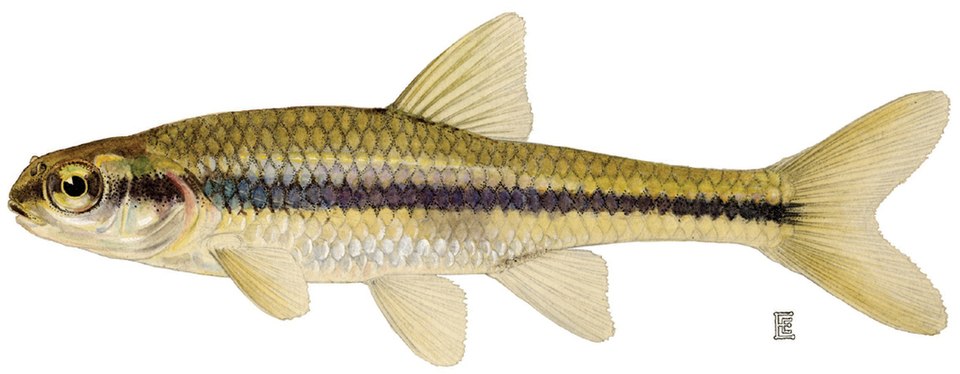 Bridle Shiner