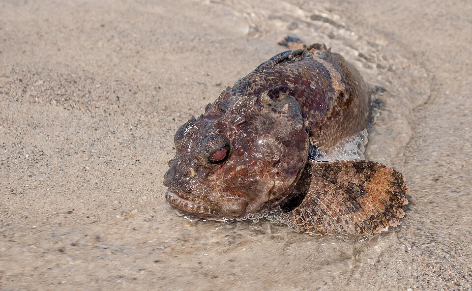 Bocon toadfish