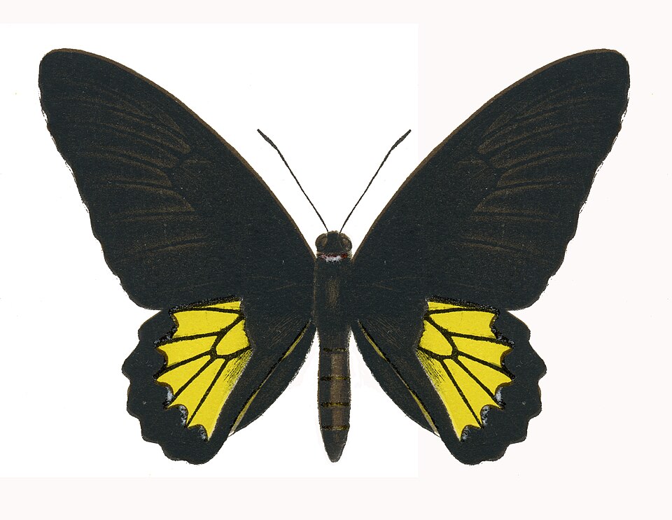 Troides darsius