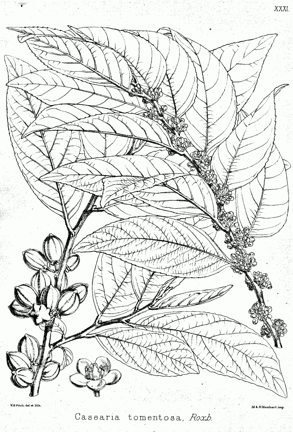 Casearia