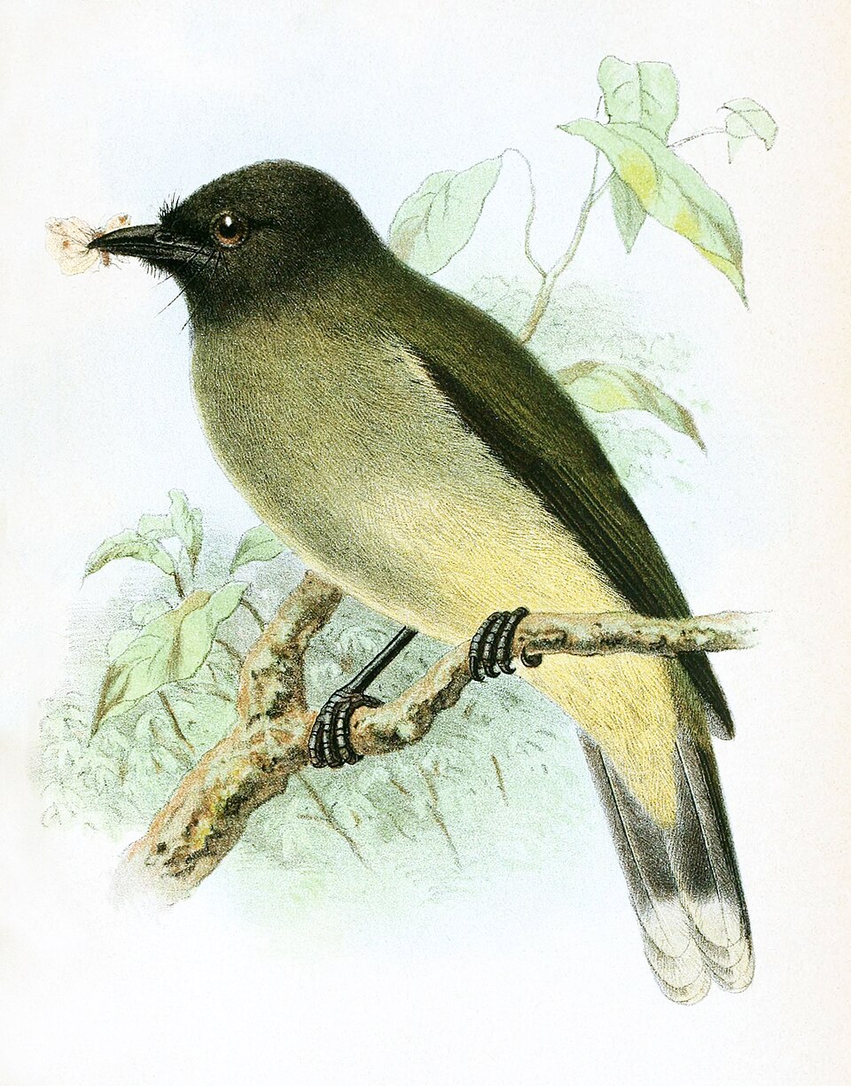 Blue-wattled Bulbul