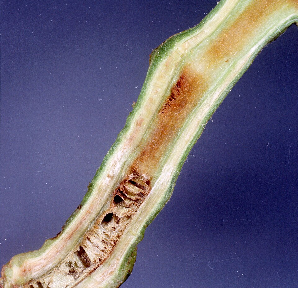Ralstonia solanacearum