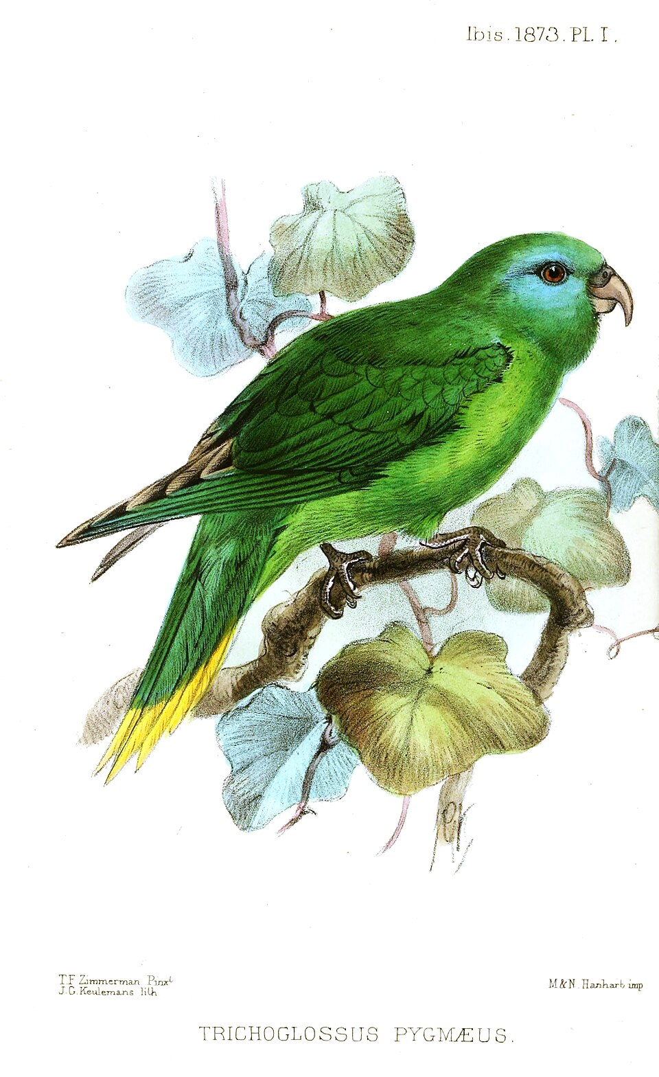 Palm Lorikeet