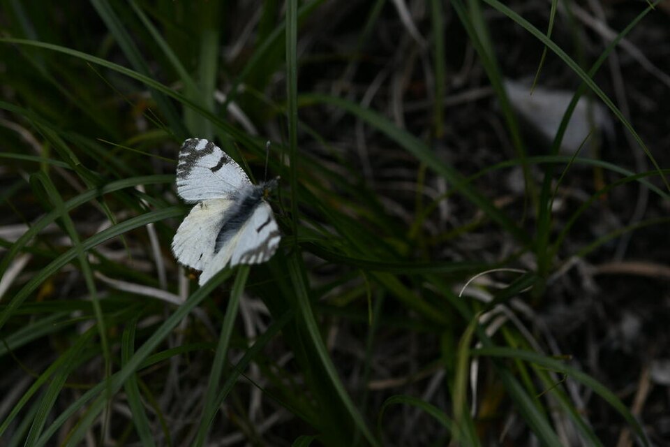 Euchloe simplonia