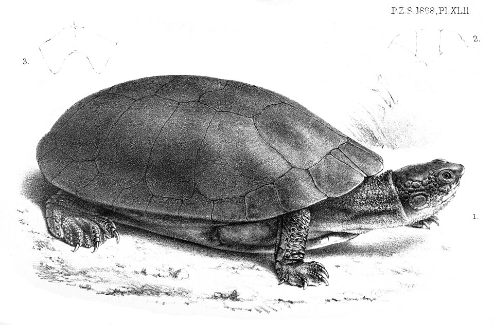 Mesoclemmys